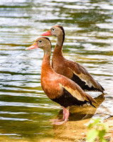 Black-bellied Whistling Ducks