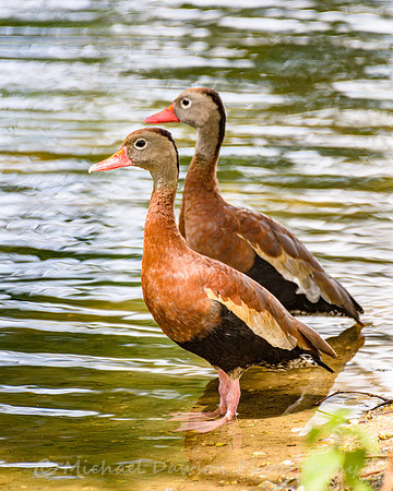 Black-bellied Whistling Ducks