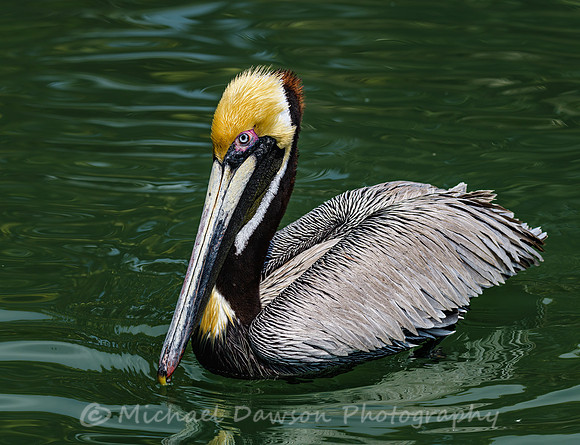 Brown Pelican