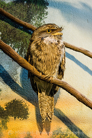 Tawny Frogmouth