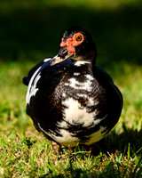 Muscovy Duck