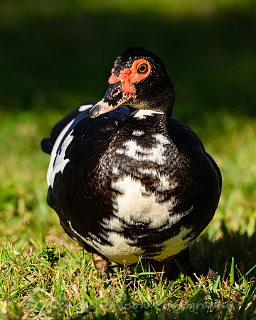 Muscovy Duck