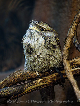Tawny Frogmouth