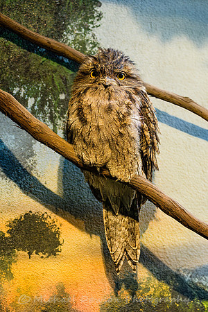 Tawny Frogmouth