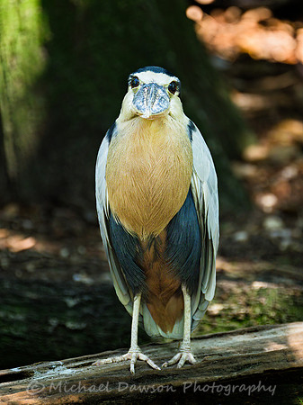 Boat-billed Heron