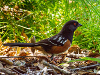 Spotted Towhee