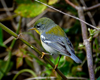 Northern Parula