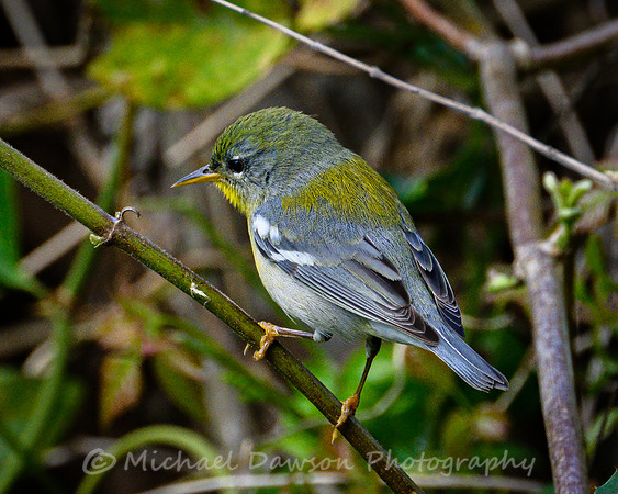 Northern Parula