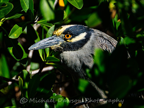 Yellow-crowned Night Heron