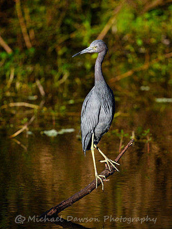 Little Blue Heron