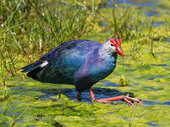 Grey-headed Swamphen