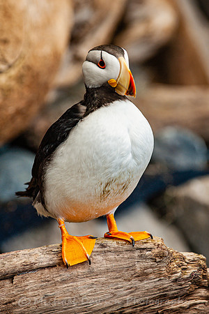 Horned Puffin