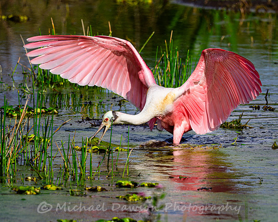 Roseate Spoonbill