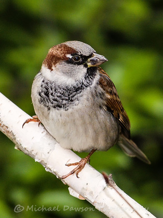 House Sparrow
