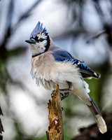 Blue Jay