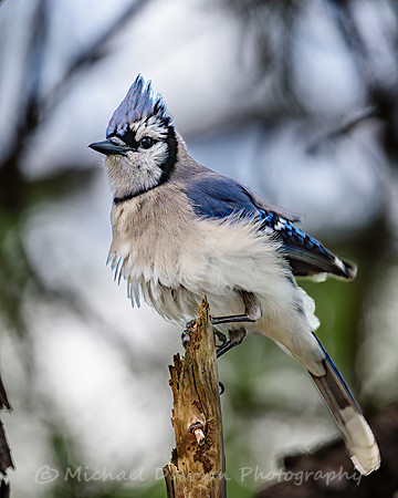 Blue Jay