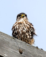 Merlin
