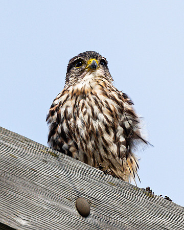 Merlin