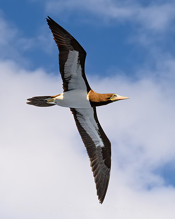 Brown Booby