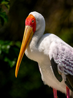 Yellow-billed Stork