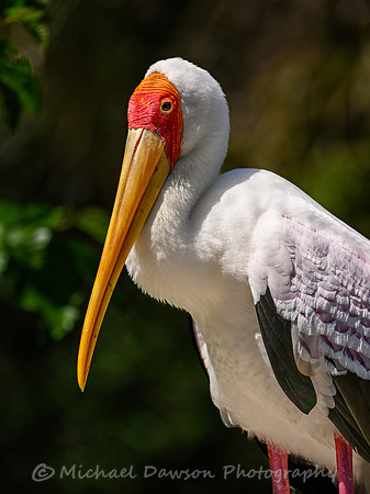 Yellow-billed Stork