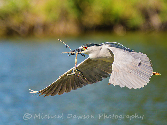 Black-crowned Night Heron