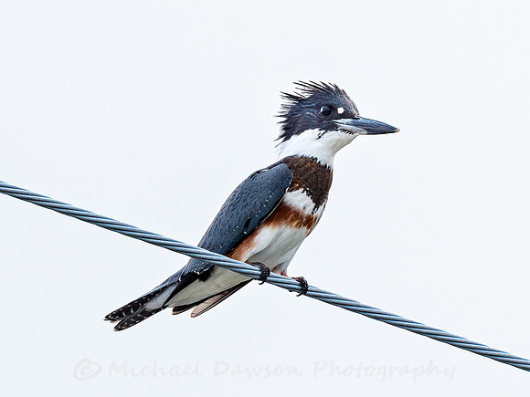 Belted Kingfisher