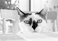 Cat at Table