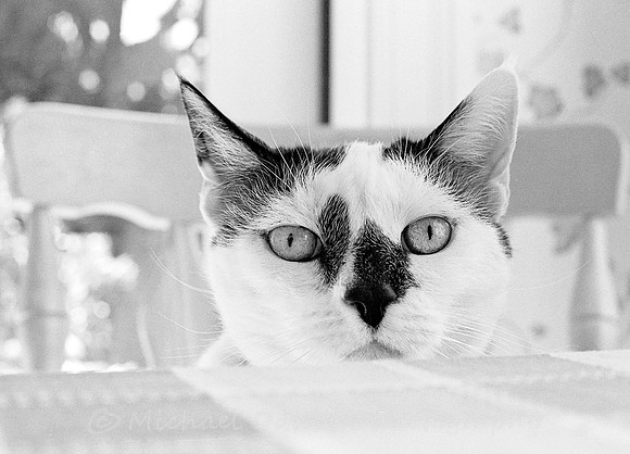 Cat at Table