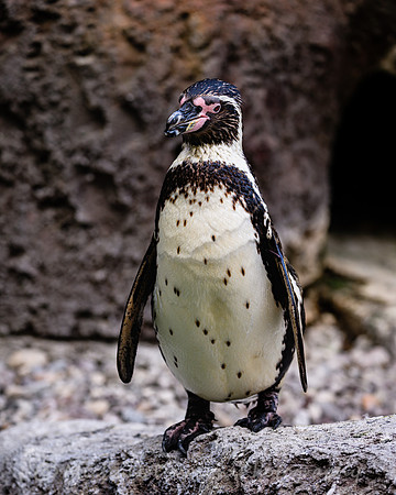 Humboldt Penguin