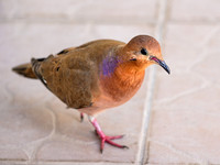 Zenaida Dove