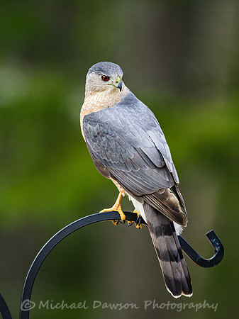 Cooper's Hawk