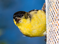 Lesser Goldfinch (male)