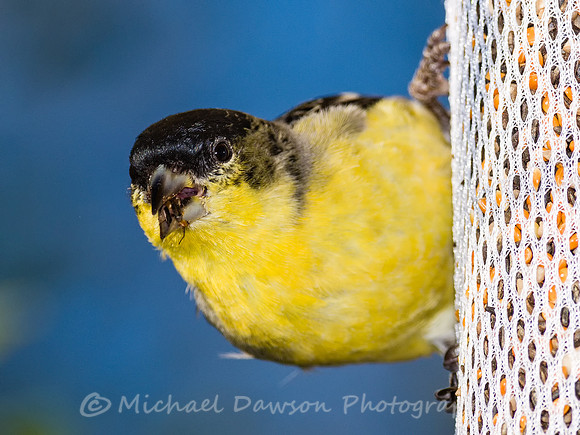 Lesser Goldfinch (male)