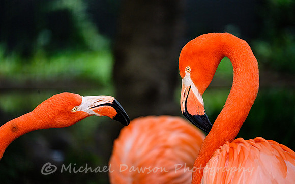 American Flamingo
