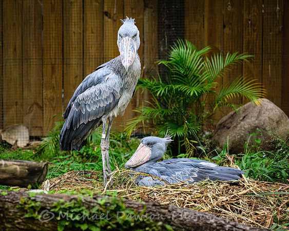 Shoebill Stork