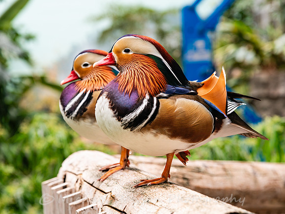 Mandarin Duck