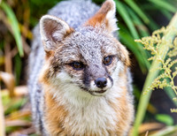 Gray Fox in West Bath, Maine