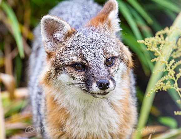 Gray Fox in West Bath, Maine