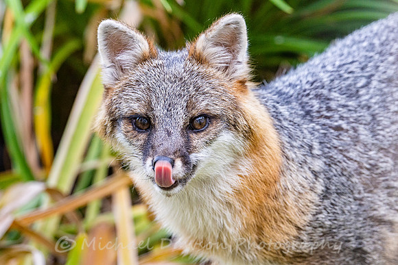 Gray Fox in West Bath, Maine