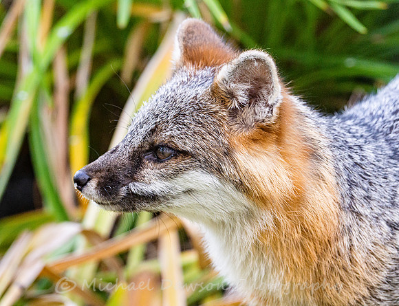 Gray Fox in West Bath, Maine