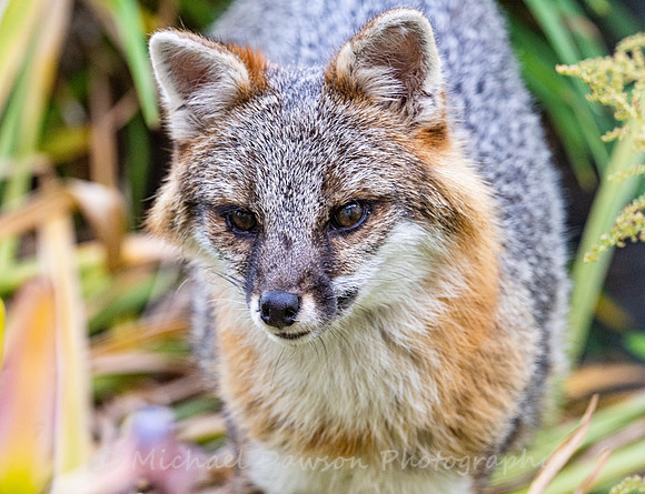 Gray Fox in West Bath, Maine