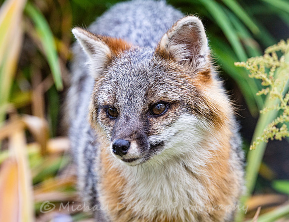 Gray Fox in West Bath, Maine