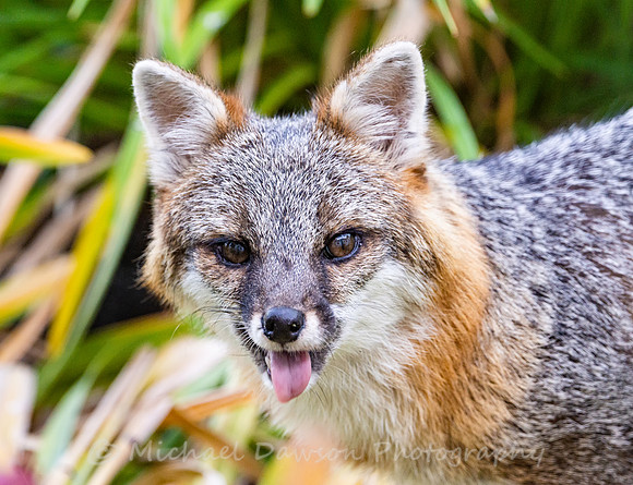Gray Fox in West Bath, Maine