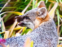 Gray Fox in West Bath, Maine