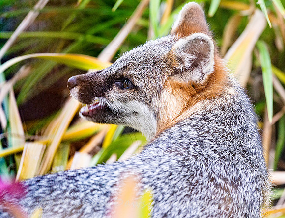 Gray Fox in West Bath, Maine