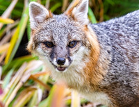 Gray Fox in West Bath, Maine