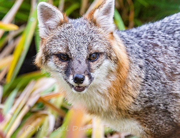 Gray Fox in West Bath, Maine
