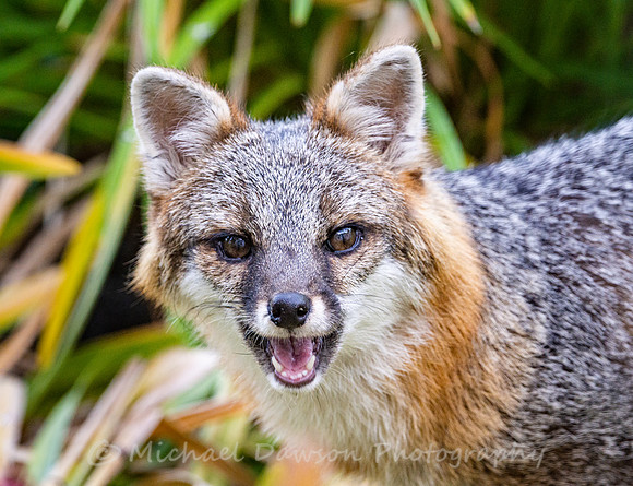 Gray Fox in West Bath, Maine