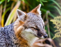 Gray Fox in West Bath, Maine